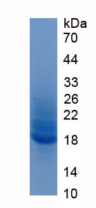 Eukaryotic Prothrombin Fragment 1+2 (F1+2)