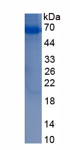 Eukaryotic A Disintegrin And Metalloprotease 10 (ADAM10)