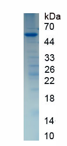 EPA821Mu62.jpg