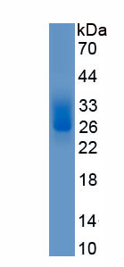 EPA833Mu61.jpg