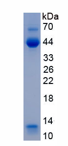 Eukaryotic Inhibin Beta A (INHbA)