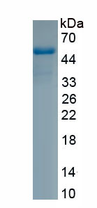 Eukaryotic Inhibin Beta A (INHbA)