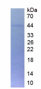 Eukaryotic Renin (REN)