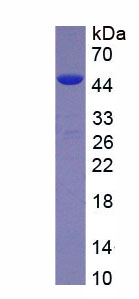 Eukaryotic Surfactant Associated Protein D (SPD)