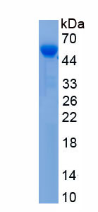 Eukaryotic Tumor Necrosis Factor Receptor Superfamily, Member 7 (TNFRSF7)