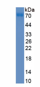 EPB091Bo61.jpg