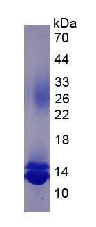 Eukaryotic Chemokine C-C-Motif Ligand 16 (CCL16)