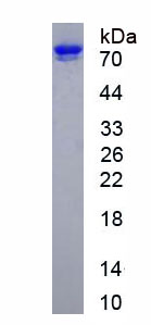 Eukaryotic Cluster Of Differentiation 4 (CD4)