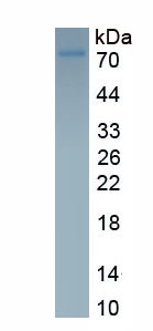 Eukaryotic Cluster Of Differentiation 4 (CD4)