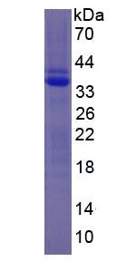 Eukaryotic Plasminogen (Plg)