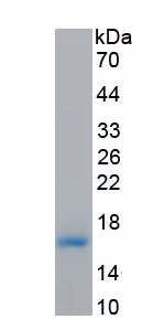 Eukaryotic Heart-type Fatty Acid Binding Protein (H-FABP)