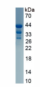 Eukaryotic Integrin Beta 3 (ITGb3)