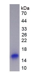 Eukaryotic Pleiotrophin (PTN)