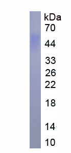 Eukaryotic B-Lymphocyte Activation Antigen B7-1 (LAB7-1)