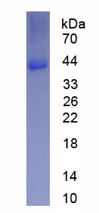 Eukaryotic Cluster Of Differentiation 23 (CD23)