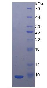 Eukaryotic Chemokine (C-X-C Motif) Ligand 2 (CXCL2)