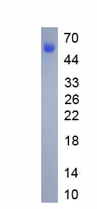 Eukaryotic Lymphocyte Activation Gene 3 (LAG3)