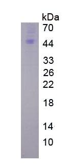 Eukaryotic B-Cell Activating Factor (BAFF)