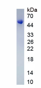 Eukaryotic Cluster Of Differentiation 5 (CD5)