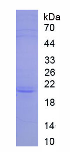 Eukaryotic Fibroblast Growth Factor 10 (FGF10)