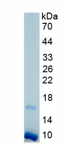 Eukaryotic Interleukin 33 (IL33)