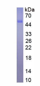 Eukaryotic Interleukin 29 (IL29)