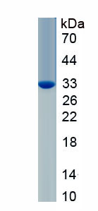 Eukaryotic Interleukin 29 (IL29)