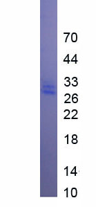 Eukaryotic Interleukin 29 (IL29)