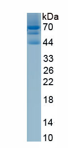 Eukaryotic Collagen Type XII (COL12)