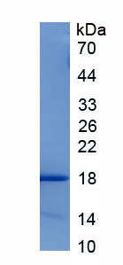 Eukaryotic Cathelicidin Antimicrobial Peptide (CAMP)