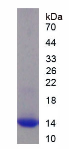 Eukaryotic Ectodysplasin A (EDA)