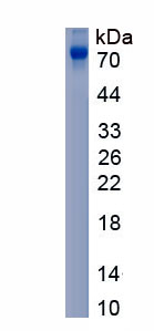 Eukaryotic Histidine Rich Glycoprotein (HRG)