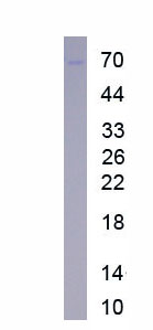 Eukaryotic Multimerin 1 (MMRN1)