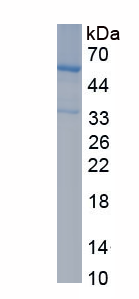 EPD868Hu61.png