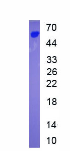 Eukaryotic Ephrin B2 (EFNB2)