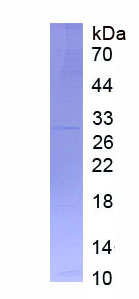 Eukaryotic Interferon Alpha 8 (IFNa8)