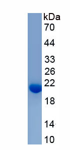 Eukaryotic Interferon Alpha 5 (IFNa5)