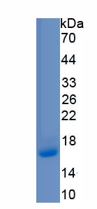 Eukaryotic Biglycan (BGN)