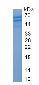 Eukaryotic Casein Kappa (CSN3)