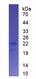 Eukaryotic Interferon Alpha 9 (IFNa9)