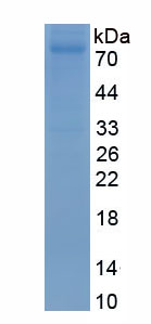 Eukaryotic Interleukin 23 (IL23)