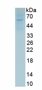 Eukaryotic Interleukin 27 (IL27)