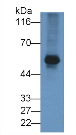 APC-Linked Anti-Cluster Of Differentiation 4 (CD4) Monoclonal Antibody