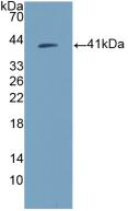 Monoclonal Antibody to Amphiregulin (AREG)