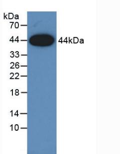 Monoclonal Antibody to Amphiregulin (AREG)