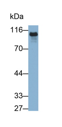 Monoclonal Antibody to E-cadherin