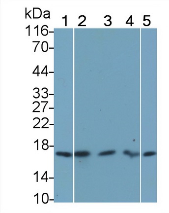 Monoclonal Antibody to Fibroblast Growth Factor 1, Acidic (FGF1)