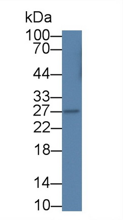 Monoclonal Antibody to Interferon Alpha (IFNa)