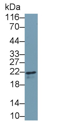 Monoclonal Antibody to Interferon Gamma (IFNg)