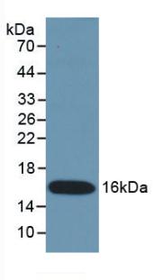 Monoclonal Antibody to Interferon Gamma (IFNg)